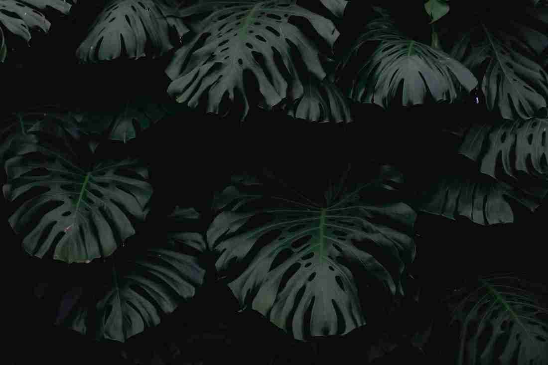 Dark green leaves